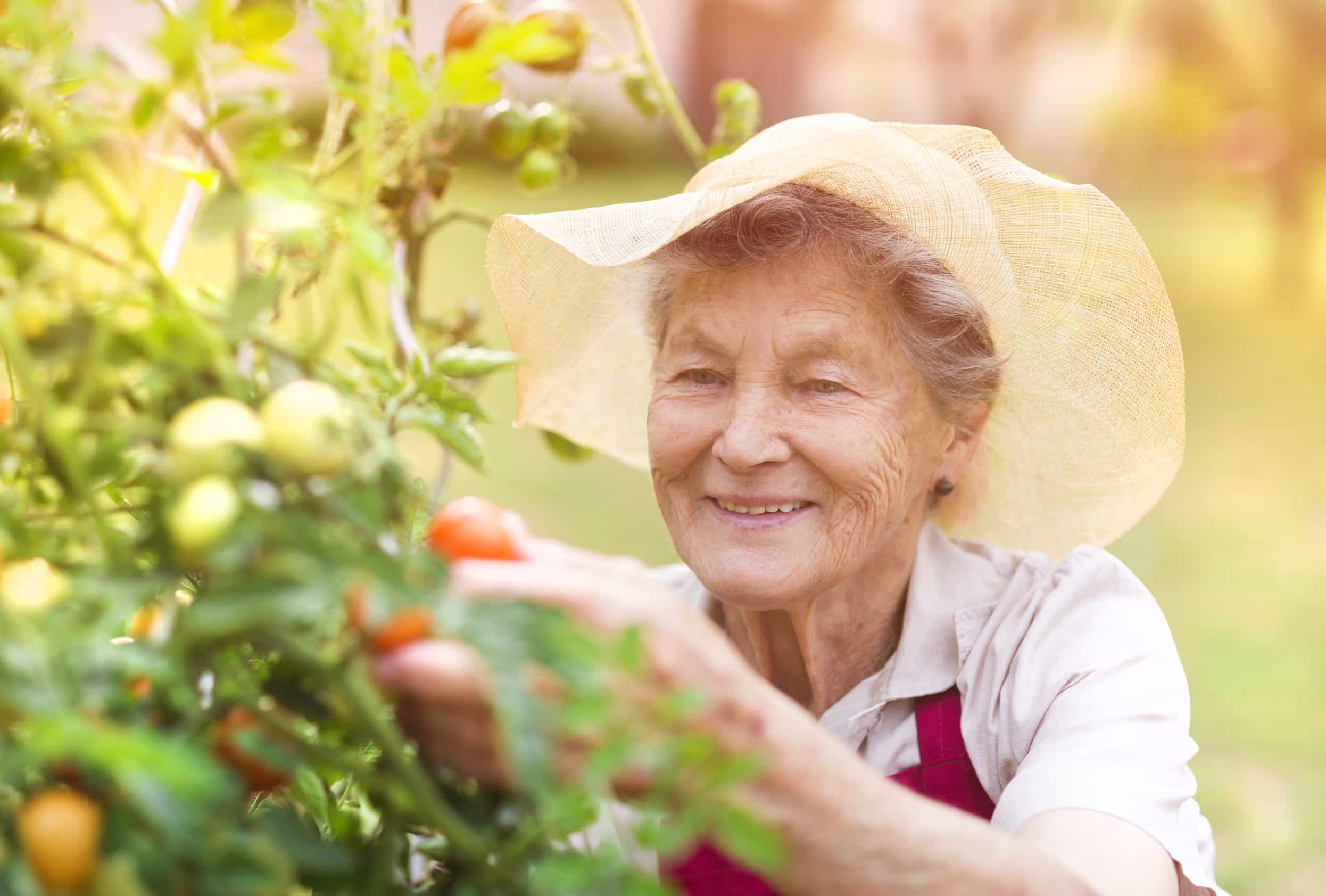 45175997 - senior woman in her garden harvesting tomatoes